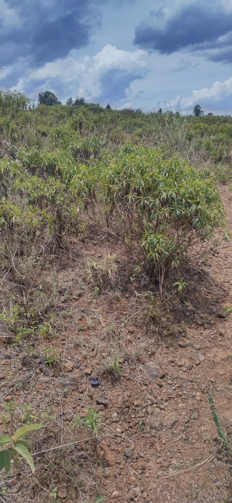 Land in Karura