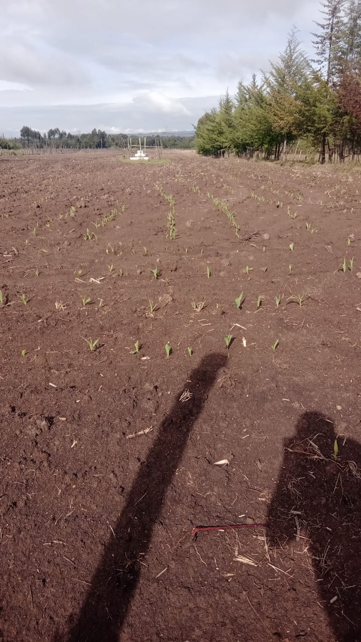Land in Mbegi