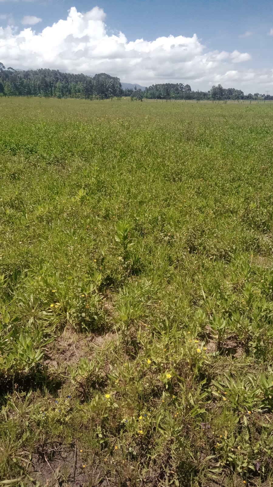 Land in Pipeline