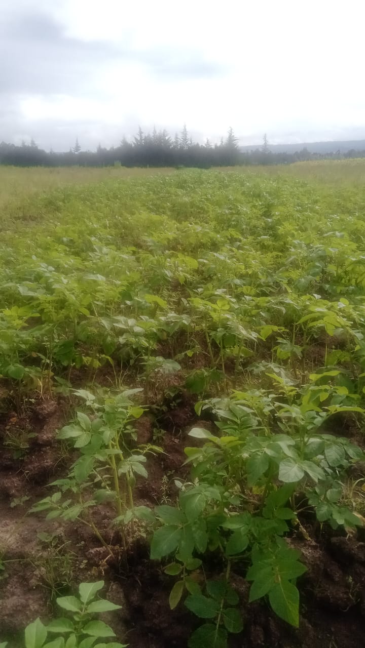 Land in Gema