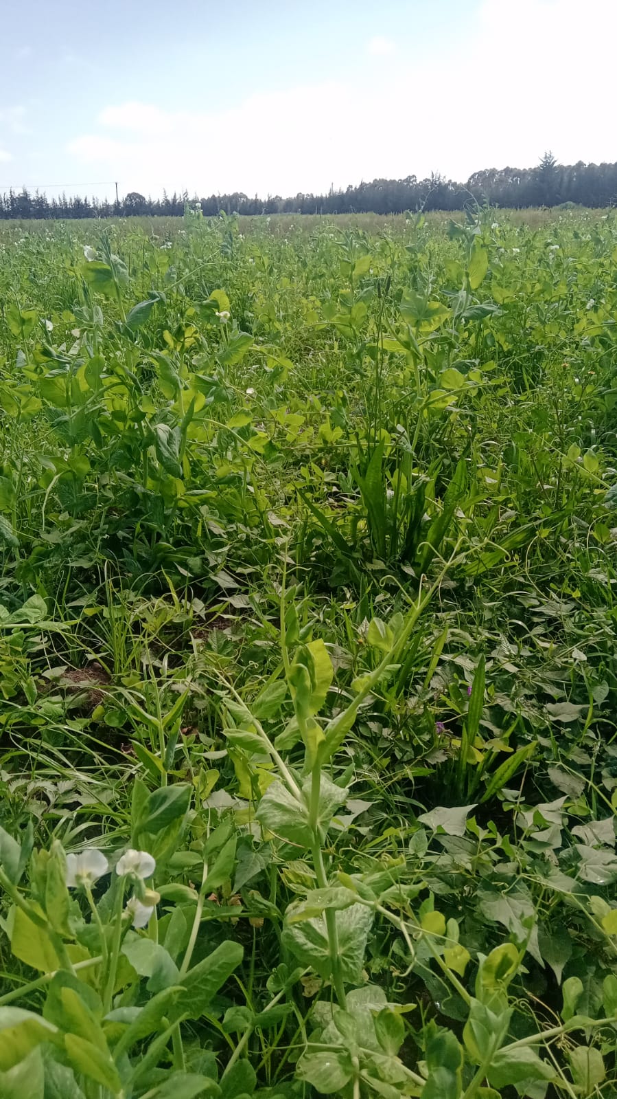 Land in Nyandarua - Ol Kalou - JM Memorial Hospital