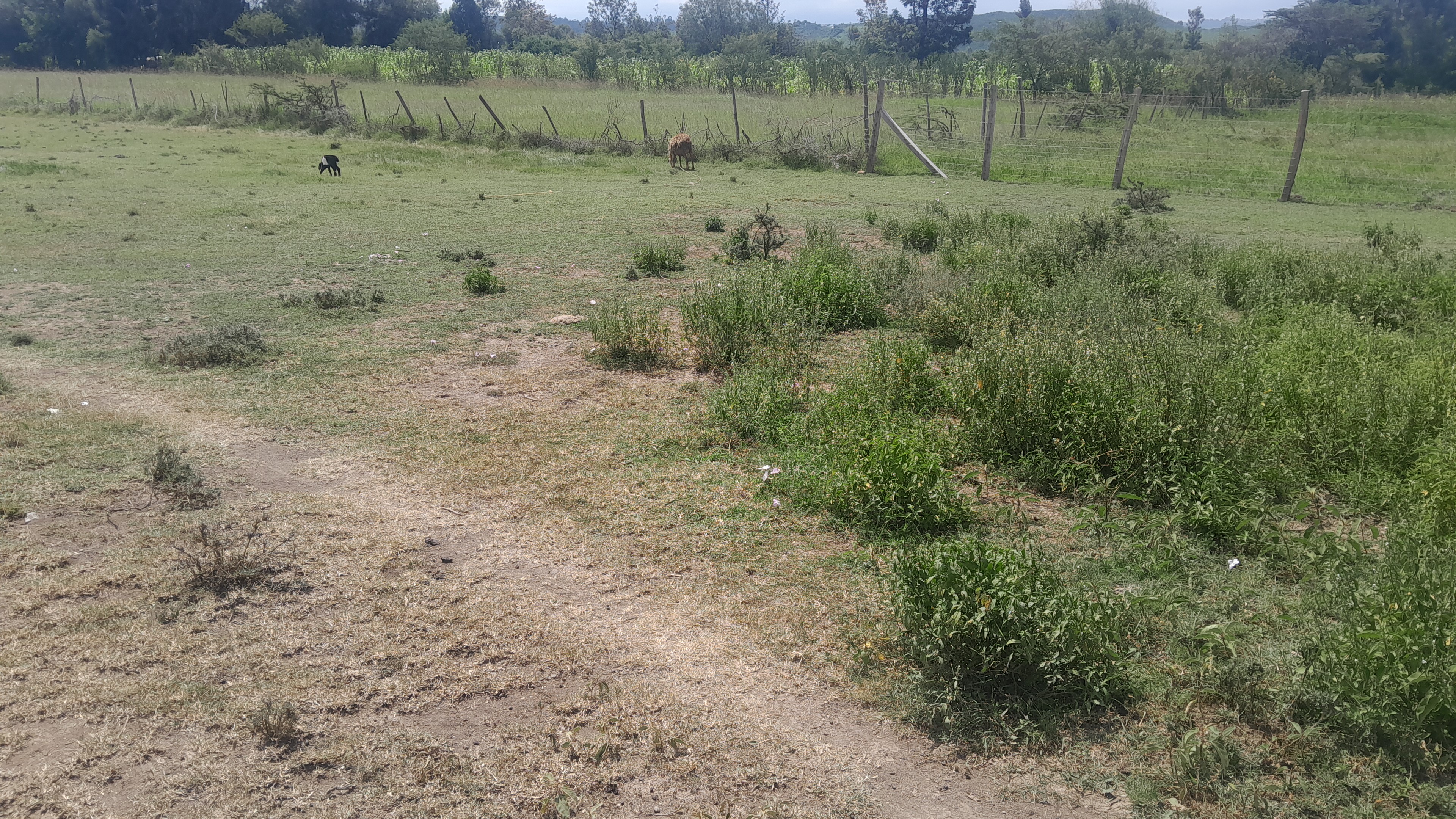 Land in Laikipia - Lumuruti - Mary mother