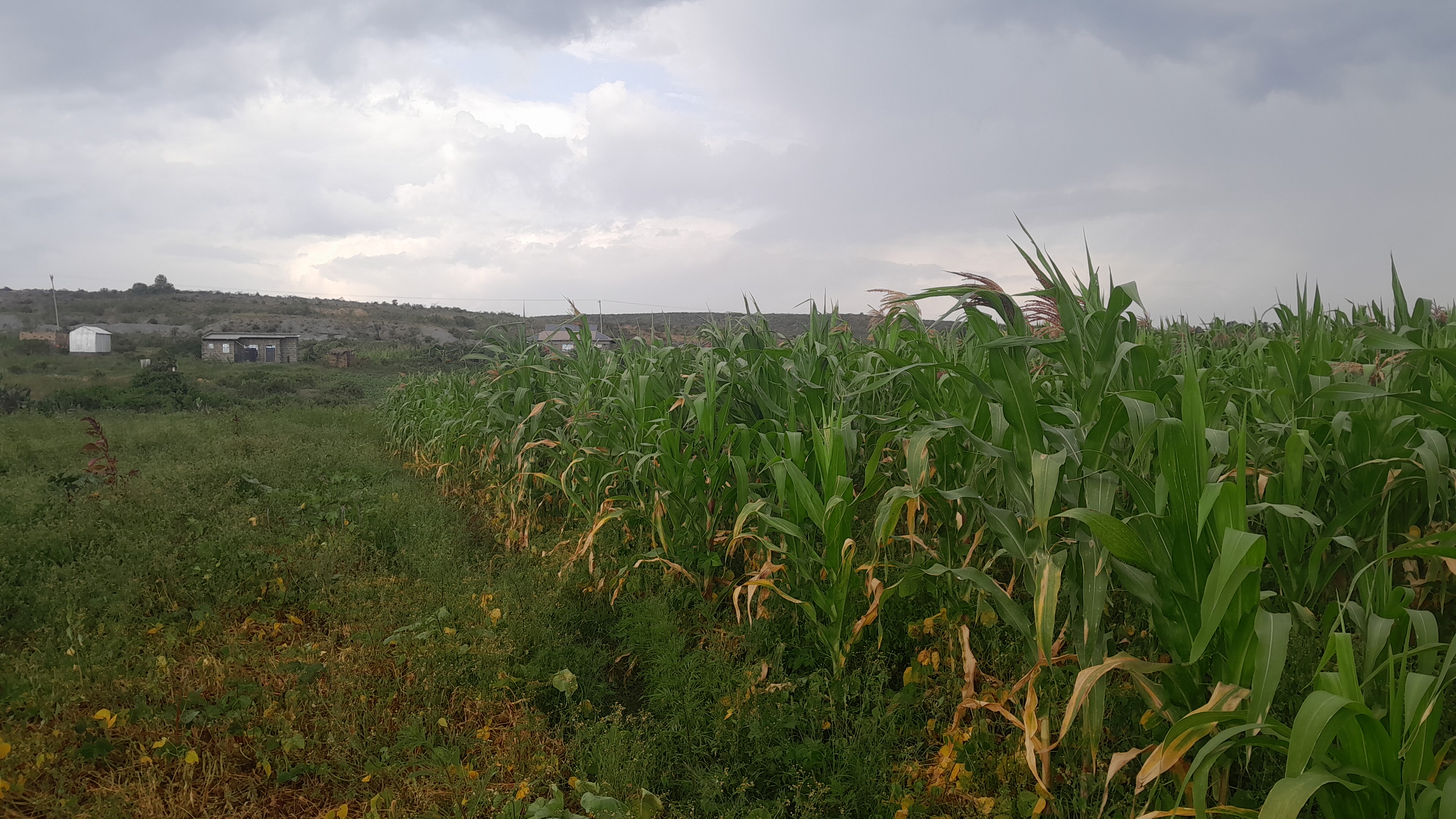 Land in Nakuru - Gilgil - Mbegi